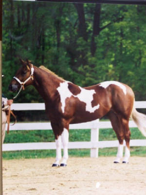majorhalter.jpg